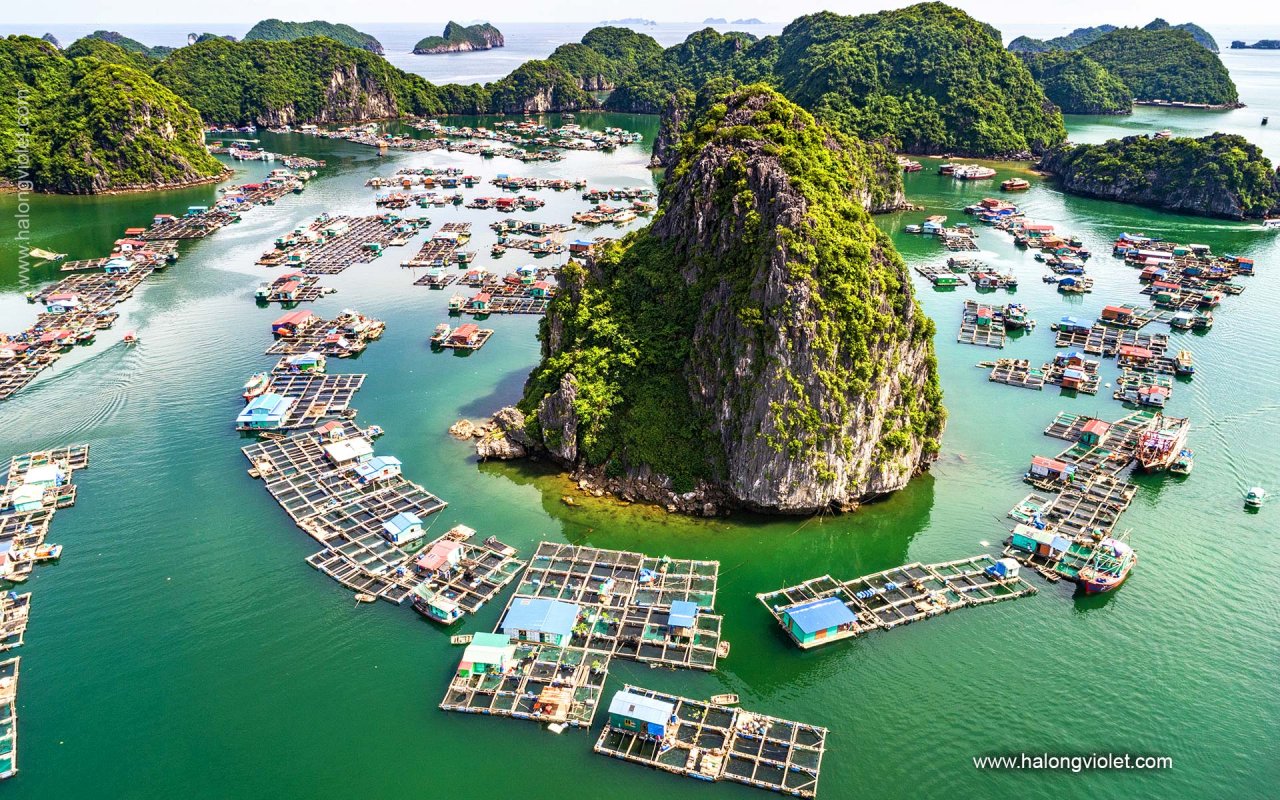 Halong Bay Day Trip Halong Bay Day Tour Halong Violet